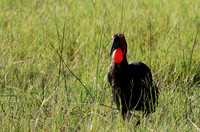 Ground hornbill - Savuti