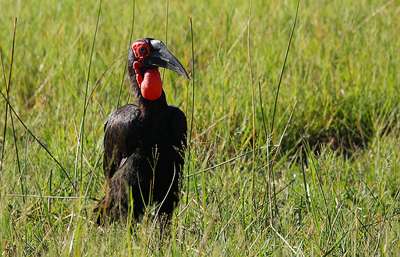 Ground hornbill - Savuti