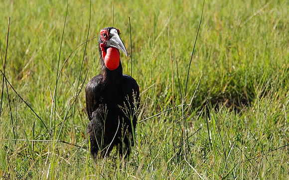 Ground hornbill - Savuti