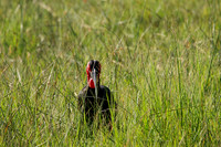 Ground hornbill - Savuti