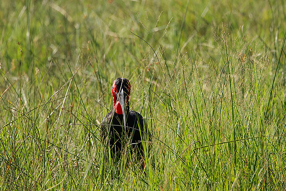 Ground hornbill - Savuti