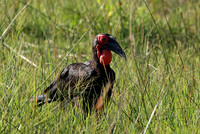 Ground hornbill - Savuti