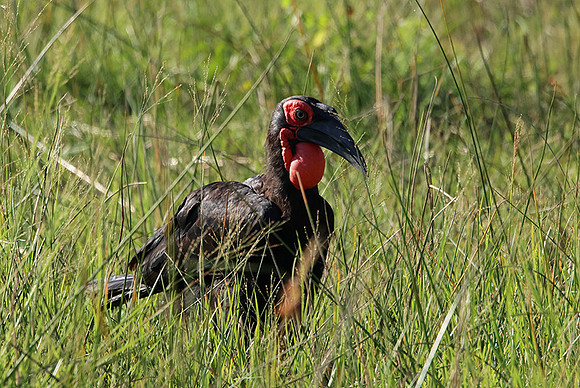 Ground hornbill - Savuti