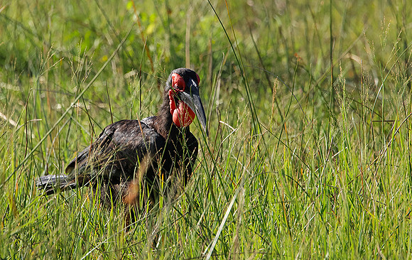 Ground hornbill - Savuti
