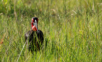 Ground hornbill - Savuti
