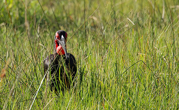 Ground hornbill - Savuti