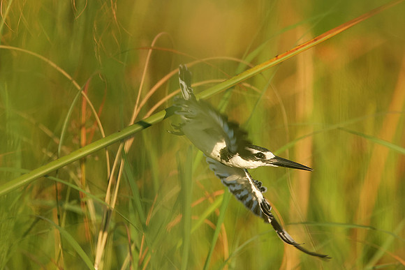Pied kingfisher - Jacana
