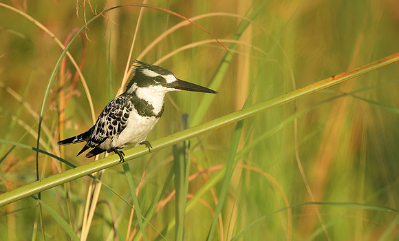 Pied kingfisher - Jacana