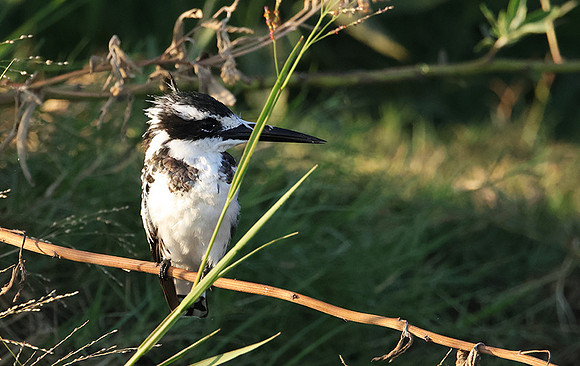 Pied kingfisher - Jacana