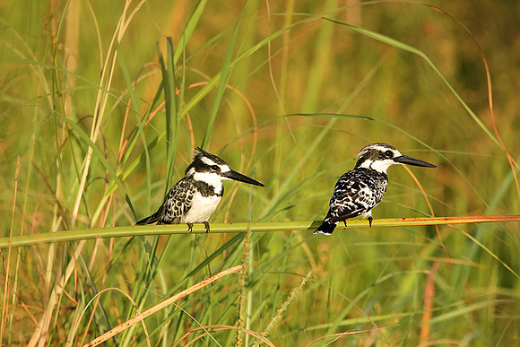 Pied kingfisher - Jacana