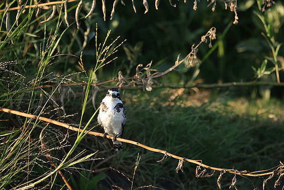 Pied kingfisher - Jacana