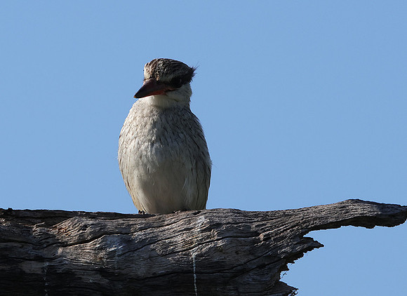 Striped kingfisher - Nxabega