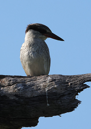 Striped kingfisher - Nxabega