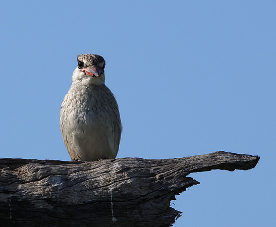 Striped kingfisher - Nxabega
