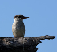 Striped kingfisher - Nxabega