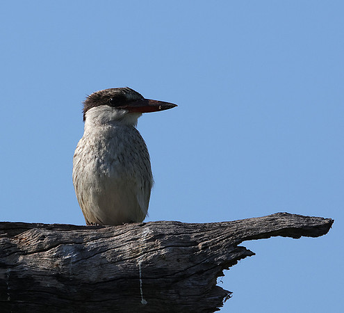 Striped kingfisher - Nxabega