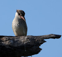 Striped kingfisher - Nxabega