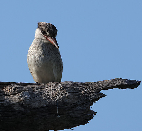 Striped kingfisher - Nxabega