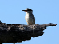 Striped kingfisher - Nxabega