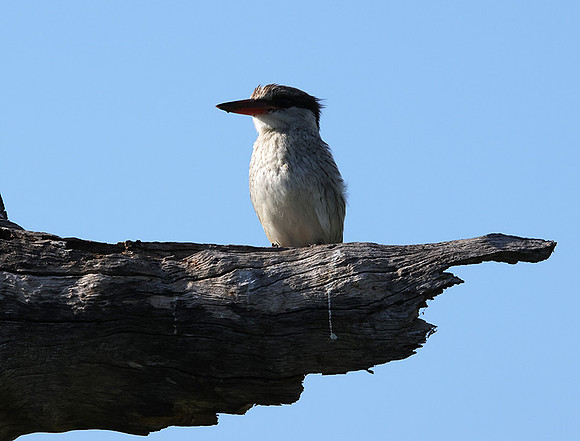 Striped kingfisher - Nxabega