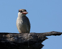 Striped kingfisher - Nxabega