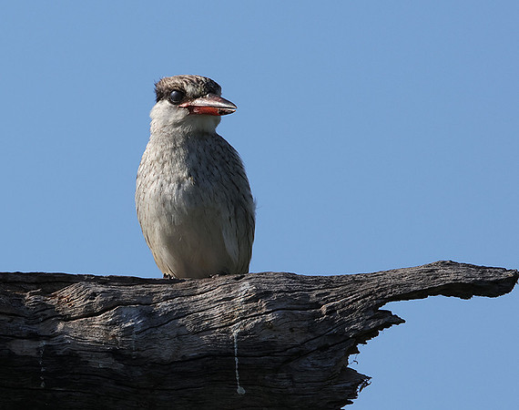 Striped kingfisher - Nxabega