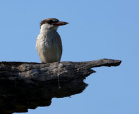 Striped kingfisher - Nxabega