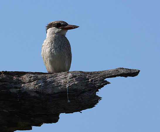 Striped kingfisher - Nxabega