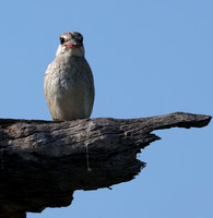 Striped kingfisher - Nxabega