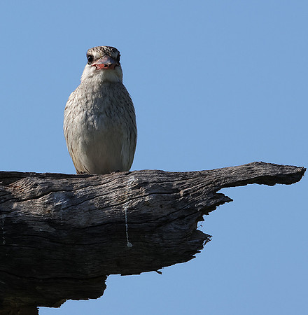 Striped kingfisher - Nxabega