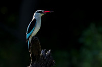 Woodland kingfisher - Nxabega
