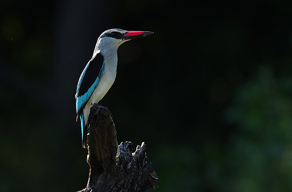 Woodland kingfisher - Nxabega