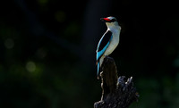 Woodland kingfisher - Nxabega