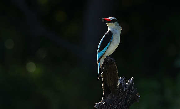 Woodland kingfisher - Nxabega