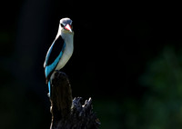 Woodland kingfisher - Nxabega