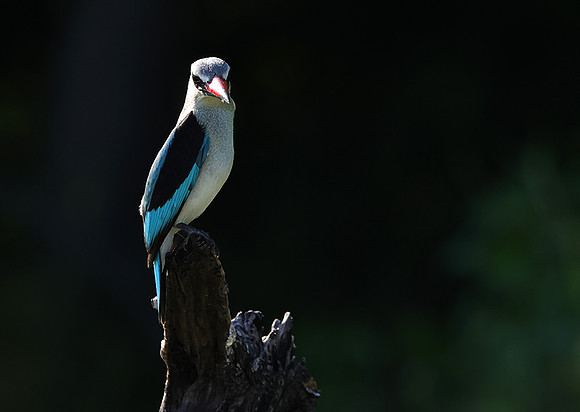 Woodland kingfisher - Nxabega