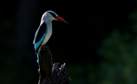 Woodland kingfisher - Nxabega