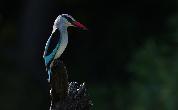 Woodland kingfisher - Nxabega