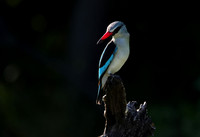 Woodland kingfisher - Nxabega