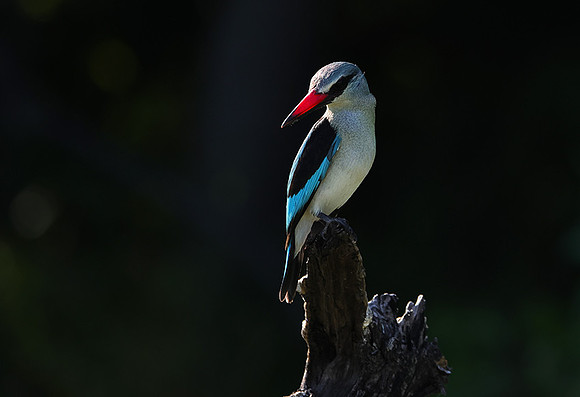 Woodland kingfisher - Nxabega
