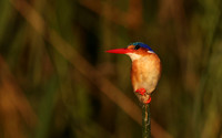 Malachite kingfisher - Jacana