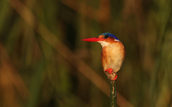 Malachite kingfisher - Jacana