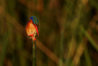 Malachite kingfisher - Jacana