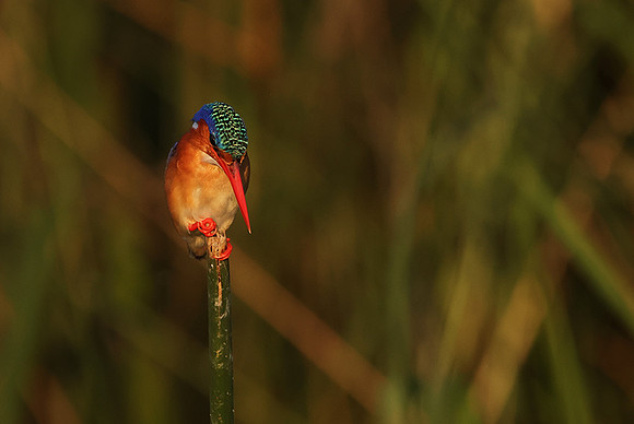 Malachite kingfisher - Jacana