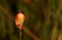 Malachite kingfisher - Jacana