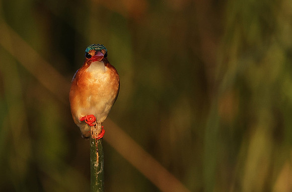 Malachite kingfisher - Jacana
