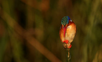 Malachite kingfisher - Jacana