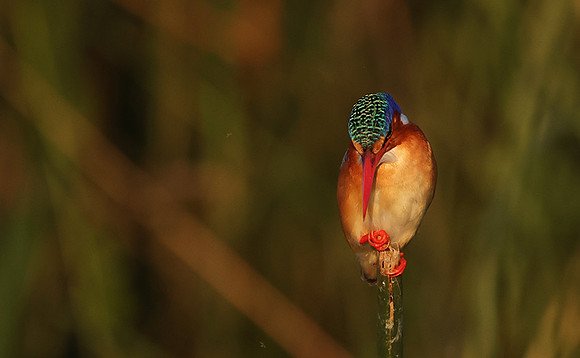Malachite kingfisher - Jacana