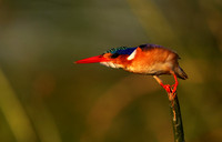 Malachite kingfisher - Jacana