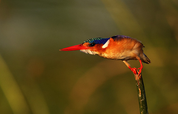 Malachite kingfisher - Jacana